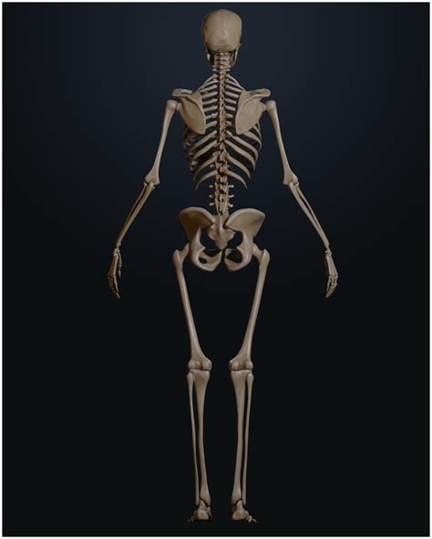 porn skeleton|3D Female Skeleton Porn Videos .